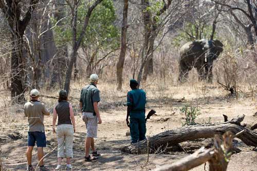 Mkulumadzi Lodge - Majete